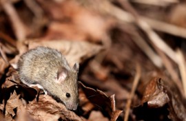 Covid-19 infection causes changes to sperm in mice that may increase anxiety in their offspring, according to Australian researchers