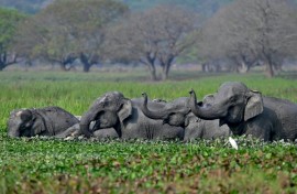 India is home to the majority of the world's remaining wild Asian elephants, like this herd bathing in Assam