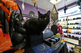 Animal welfare groups warn that black cats can be killed or used as props for Halloween rituals