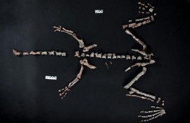 The almost complete skeleton of the small long-necked reptile, named "Huayracursor Jaguensis," has been found in Argentina.