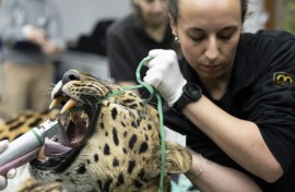 The vets took sperm from Baruto, an Amur leopard, to inseminate Khala