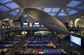 Children and caregivers sleep under a giant model of a blue whale at the American Museum of Natural History