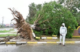 A man looks at a fallen tree in St. Catherine, Jamaica, shortly before Hurricane Melissa made landfall on October 28, 2025