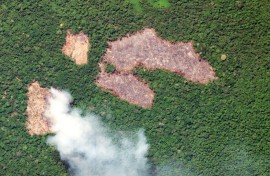 Brazil is backing the creation of a global investment fund that would reward tropical countries for every hectare of forest they protect each year