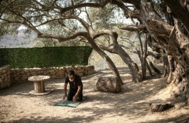 The oil extracted from this tree seels at a far higher price than that from other regular olive trees