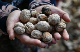 The forest outside Arslanbob in the Kyrgyz mountains is the world's biggest wild walnut grove
