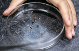 The tiny critters that love to lurk in mattresses and pillows can help pinpoint suspects at crime scenes