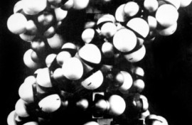 Photo of the double-helical structure of a section of DNA, discovered by James Watson, Francis Crick and Maurice Wilkins, who announced their discovery in the journal Nature, 25 April 1953