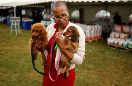 The annual event brings together pups rescued from abuse or the street