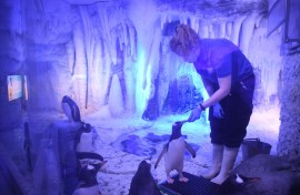 Une soigneuse nourrit des manchots à l'aquarium Sea Life de Londres, le 17 mai 2021