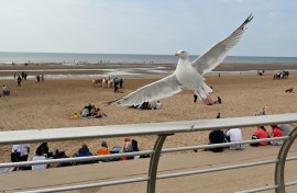 The researchers tried three different recordings on the squawking menaces
