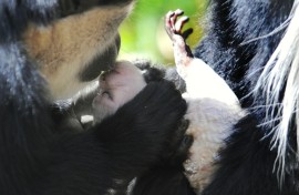 Kissing appears to carry high risks such as disease transmission while having no obvious reproductive or survival advantages
