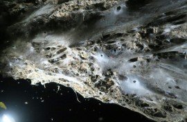 The web was discovered in a cave on the border of Greece and Albania