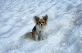 Researchers found that even tiny chihuahuas carry wolf DNA