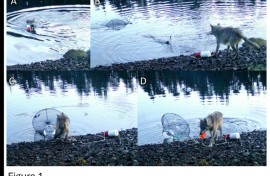 The wolf dragged a green crab trap from the water to the shore to eat its bait in the Heiltsuk Indigenous territory of Canada