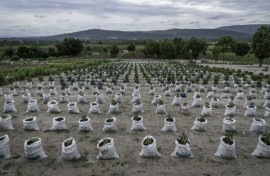 Because soil quality around the Congolese capital, Kinshasa, is relatively poor, farmers place plants in bags with a more nourishing mixture -- part of efforts to feed a country where millions face hunger