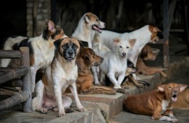 Rescued stray dogs gathering at a dog shelter in Jakarta, some of which were saved from restaurants selling dog meat dishes