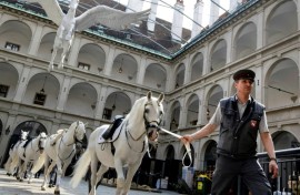 The animal abuse allegations are the latest headache for the classical dressage institution founded in 1565