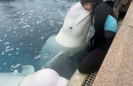 This handout image from Kristy Burgess from March 2025 showing her interacting with a beluga at Marineland