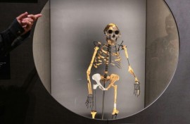 The new research could raise about the status of the famous Australopithecus afarensis skeleton 'Lucy'