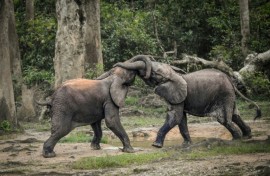 African forest elephants are smaller than their African savanna elephant cousins