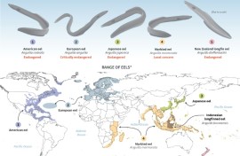 The eels' global range
