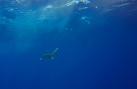 The critically endangered oceanic whitetip shark won new protections effectively banning international trade