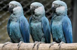 Spix's macaws live mostly in captivity, with 27 housed at the Sao Paulo zoo