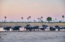 Elephants drink at watering hole at Hwange National Park, where communities are helping to track the animals to avoid human-wildlife conflict