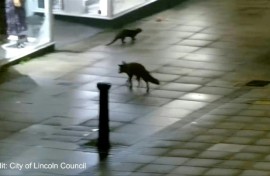 'An unlikely friendship': fox and otter's jaunt through English city