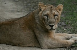 By the early 20th century, only about 20 Asiatic lion had remained, nearly wiped out by hunting and habitat loss