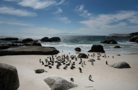 Fewer than 10,000 breeding pairs of the small, black and white African Penguin are left globally