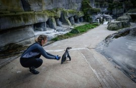 Off you go: A penguin is released back to its enclosure after getting jabbed