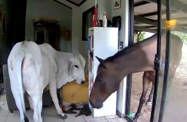 An Australian politician says his dog let a pet bull and horse into his living room
