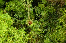 All three species of orangutan are critically endangered