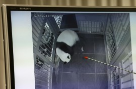 Giant panda Shin Shin giving birth to the first of her twin cubs at Tokyo's Ueno zoo