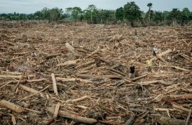 Uprooted trees swept away by a flash flood in Aceh Tamiang, Northern Sumatra