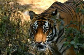 Deforestation, habitat encroachment and poaching have devastated tiger populations across Asia