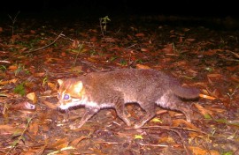 Flat-headed cats are among the world's rarest and most threatened wild felines