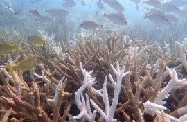 Hotter seas make conditions unbearable for tropical reefs, whose corals perish during prolonged marine heatwaves. 