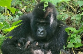 Mafuko, an endangered mountain gorilla, holds the twins she gave birth to in the Virunga National Park, eastern Democratic Republic of Congo