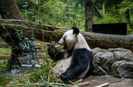 Panda twins Lei Lei and Xiao are set to return to China on January 27