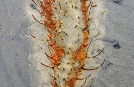 The fossils 'open a new window into what happened' said Han Zeng of the Chinese Academy of Sciences