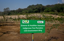 Trees can help pollution by filtering dirty air, absorbing harmful gases, and cooling cities