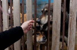 The shelter had been taking in rescues for more than a decade