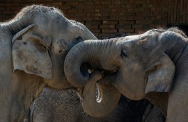 The whiskers on the trunks of elephants have unique properties that grant them a highly evolved sense of touch