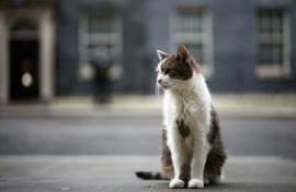 Larry, the Downing Street cat, has stolen hearts around the globe during his 15 years as 'Chief Mouser to the Cabinet Office'
