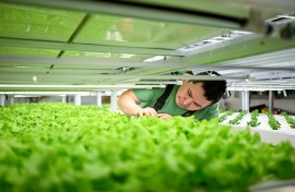 In a makeshift greenhouse close to the Arctic Circle Palli Fleischer-Lyberth grows vegetables using innovative techniques such as vertical farming and advanced hydroponics
