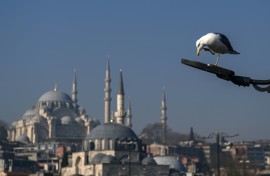 Seagulls are omnipresent in Istanbul