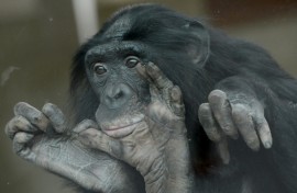 Bonobos live in matriarchal societies where one would expect more aggression among females, but researchers observed more hostility towards males